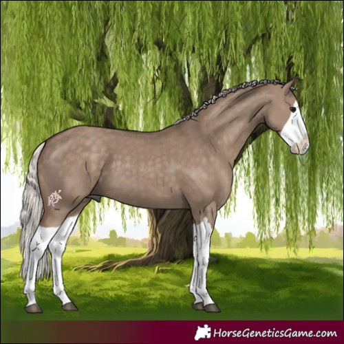 Horse Color:Silver Grullo Splash 