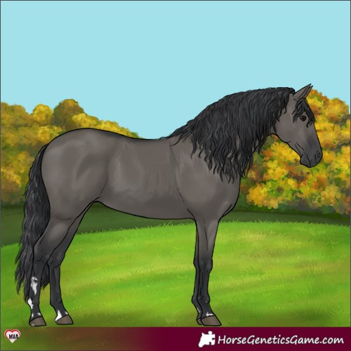 Horse Color:Grullo 