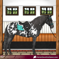 Horse Color:Black Appaloosa Rabicano