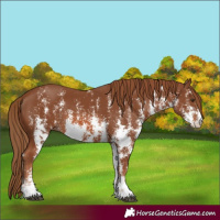 Horse Color:Chestnut Sabino 