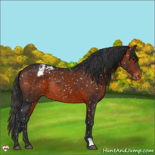 Horse Color:Bay Snowflake Varnish Rabicano 