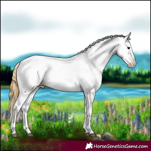 Horse Color:Buckskin Appaloosa 