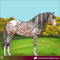 Horse Color:Bay Appaloosa Rabicano 