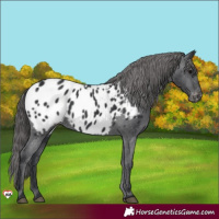 Horse Color:Black Appaloosa