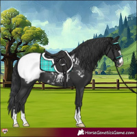 Horse Color:Black Appaloosa 