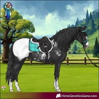 Horse Color:Black Appaloosa 