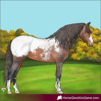 Horse Color:Brown Appaloosa