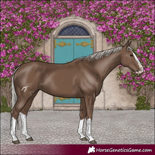 Horse Color:Silver Black Splash 