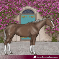 Horse Color:Silver Black Splash