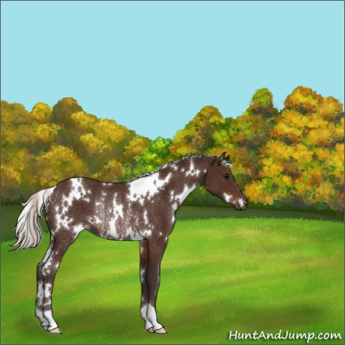 Horse Color:White Spotted Silver Brown Rabicano 