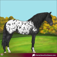 Horse Color:Black Appaloosa Rabicano 