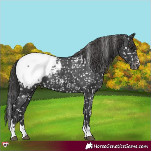 Horse Color:Black Snowcap 