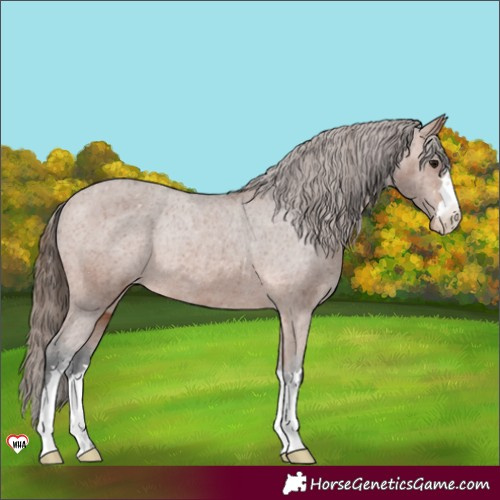 Horse Color:Bay Varnish Rabicano 