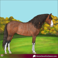 Horse Color:Bay Appaloosa Rabicano 
