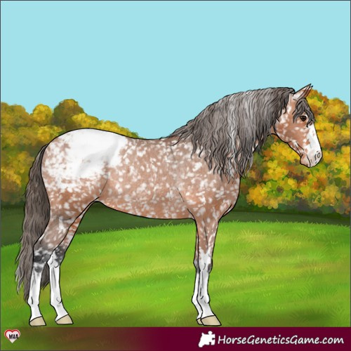 Horse Color:Bay Appaloosa Rabicano 