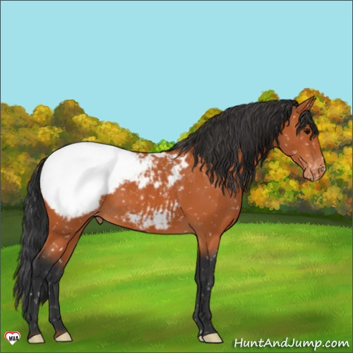 Horse Color:Bay Appaloosa 