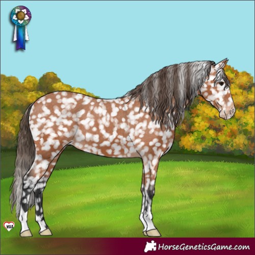 Horse Color:Bay Appaloosa 