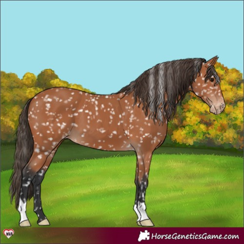 Horse Color:Bay Appaloosa 