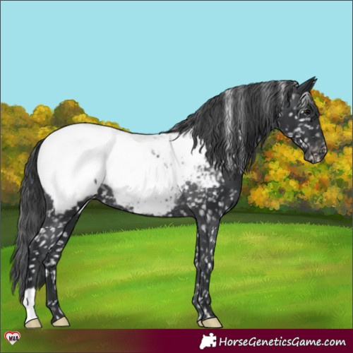 Horse Color:Black Appaloosa Rabicano 