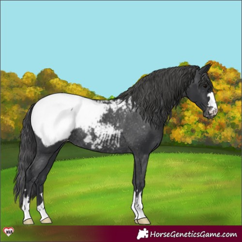 Horse Color:Black Appaloosa Rabicano 