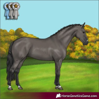 Horse Color:Grullo 