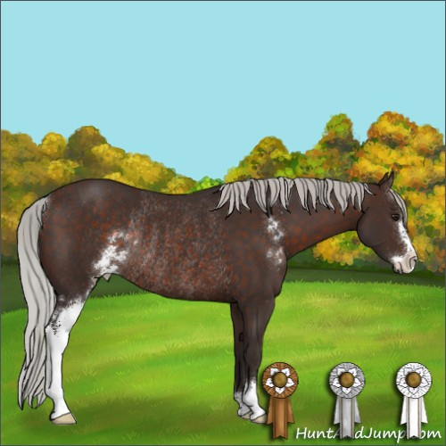 Horse Color:Silver Brown Sabino Rabicano 