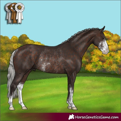 Horse Color:Silver Brown Sabino Rabicano 