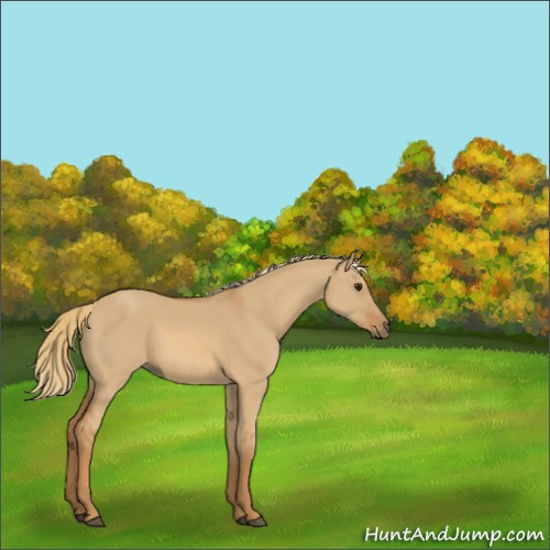Horse Color:Red Dun 