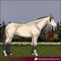 Horse Color:Buckskin Dun