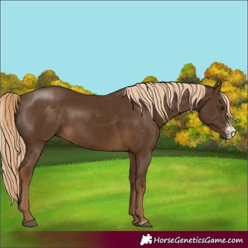 Horse Color:Chocolate Palomino Sabino