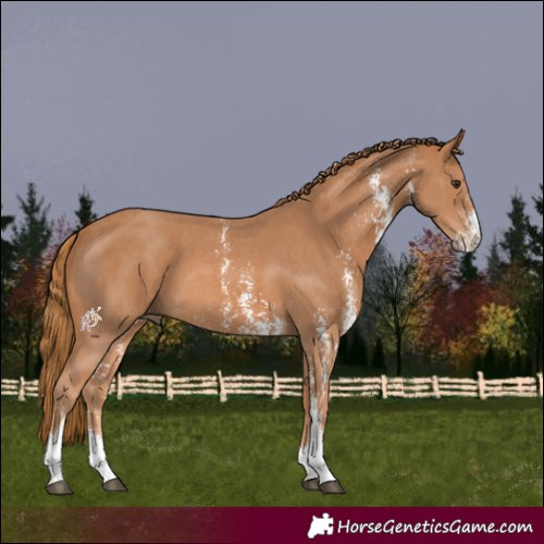 Horse Color:Chestnut Sabino 