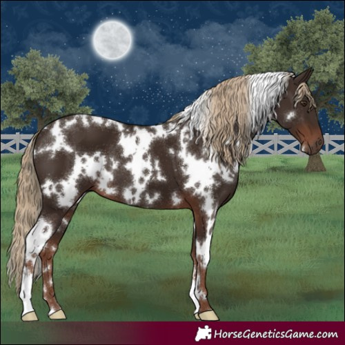 Horse Color:White Spotted Liver Chestnut