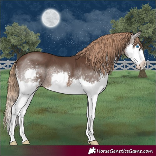 Horse Color:Liver Chestnut Sabino Splash