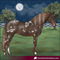 Horse Color:White Spotted Liver Chestnut 