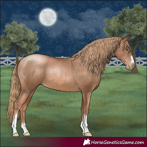 Horse Color:Liver Chestnut Pearl