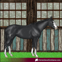 Horse Color:Black 