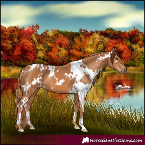 Horse Color:White Spotted Chestnut 