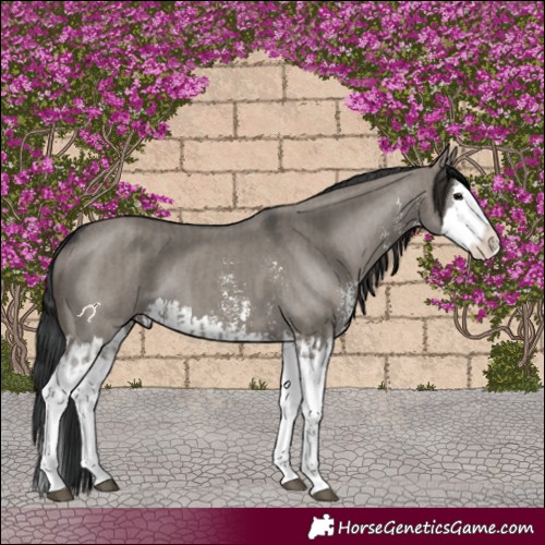 Horse Color:Grullo Sabino Splash  and Grullo Sabino Splash 
