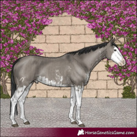 Horse Color:Grullo Sabino Splash  and Grullo Sabino Splash 