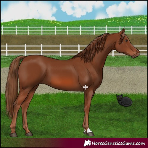 Horse Color:Chestnut 