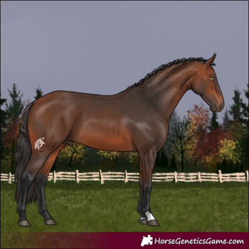 Horse Color:Bay 