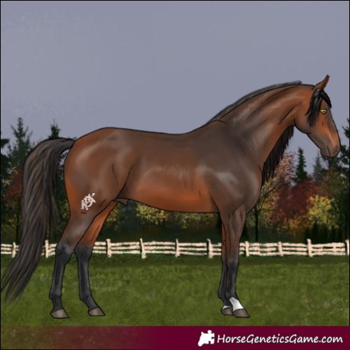 Horse Color:Bay 