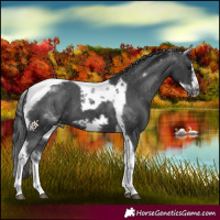 Horse Color:White Spotted Black Splash Tobiano Frame Varnish 