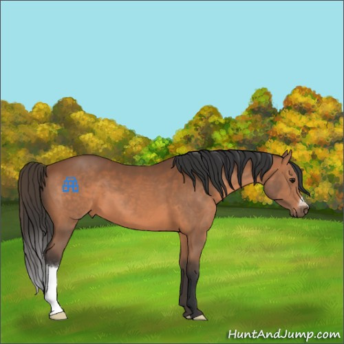 Horse Color:Bay 