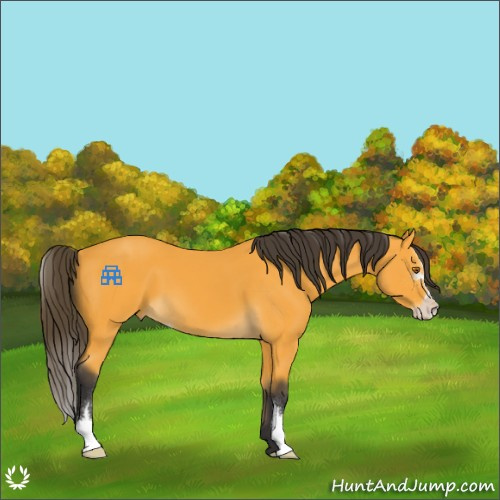 Horse Color:Buckskin Sabino 