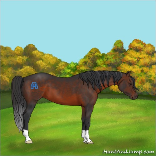 Horse Color:Brown 