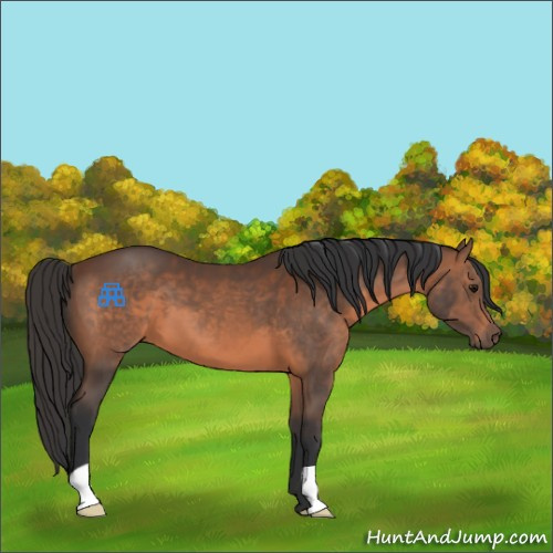 Horse Color:Brown 