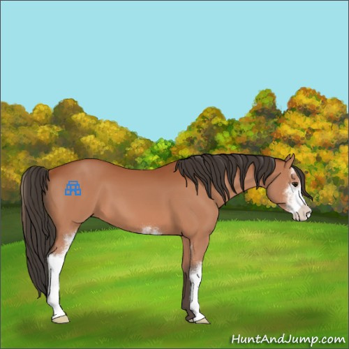 Horse Color:Bay Sabino 