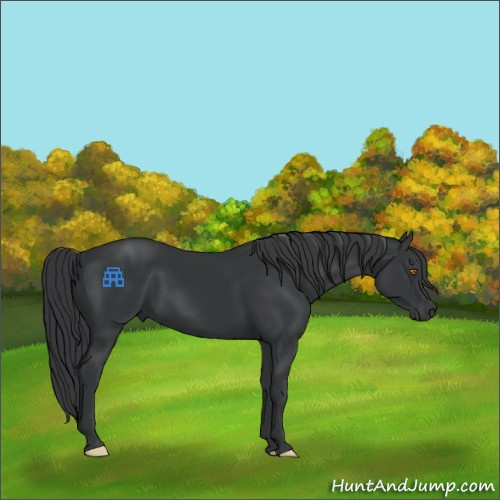 Horse Color:Black 