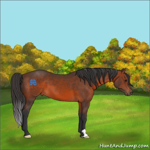 Horse Color:Brown 